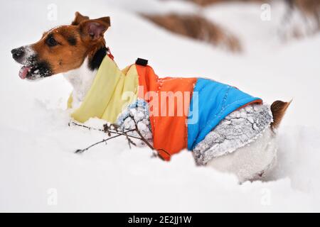 Kleine Jack Russell Terrier mit hellen Wintermantel kriechen in tiefen Schnee, Spaß haben, ihre Zunge heraus Stockfoto