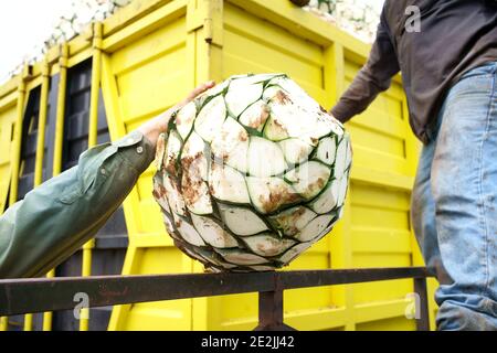 Selektive Fokusaufnahme eines Bauern, der einen großen LKW beladen hat Mit geernteten Agavenpflanzen Stockfoto