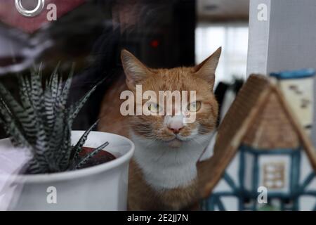 Eine Katze schaut im Winter aus dem Fenster. Stockfoto