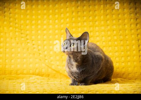 Junge Grau Grau Devon Rex Katze Sitzend. Kurzhaarige Katze der englischen Rasse auf gelber Plaid Hintergrund. Kurzhaar-Pet-Cat-Looking-Up. Speicherplatz Kopieren Stockfoto