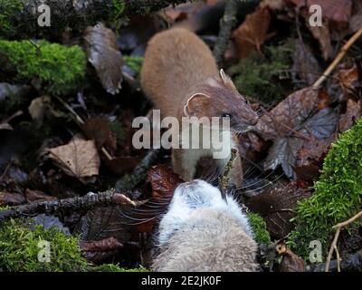 Schöne wilde Stau (Mustela erminea) oder Hermelin mit großen erwachsenen Kaninchen Beute gerade in ländlichen Cumbria, England, Großbritannien gefangen Stockfoto