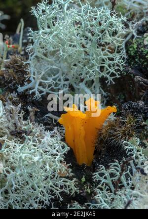 Ein Pilz, Gelber Stagshorn, Calocera viscosa, wächst unter Flechten auf Kiefernstumpf. Stockfoto