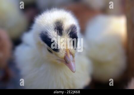Schöne Nahaufnahme eines weißen und schwarzen winzigen niedlichen Huhn Auf dem Hintergrund von anderen Hühnern Stockfoto