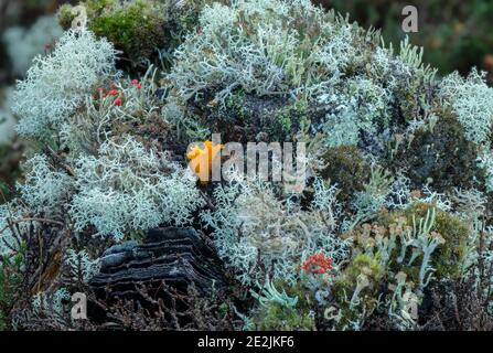 Ein Pilz, Gelber Stagshorn, Calocera viscosa, wächst unter Flechten auf Kiefernstumpf. Stockfoto