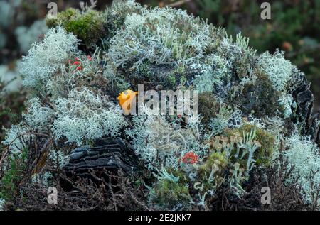 Ein Pilz, Gelber Stagshorn, Calocera viscosa, wächst unter Flechten auf Kiefernstumpf. Stockfoto