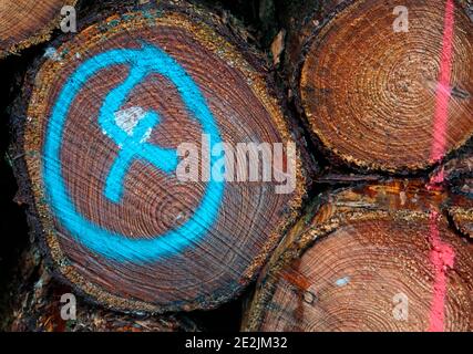 Stapel von gefelltem Nadelholz. Hintergrund aus Holz. Eine Vierer im Kreis, blau auf einen geschnittenen Baumstamm gesprüht. Teil eines Holzstapels. Stockfoto