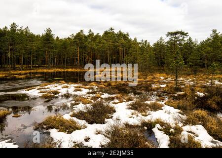 Viru Raba (Viru Bog) mit dichter und vielfältiger Vegetation, die in der weiten Ausdehnung des Lahemaa Nationalparks in Estland aufwächst. Stockfoto