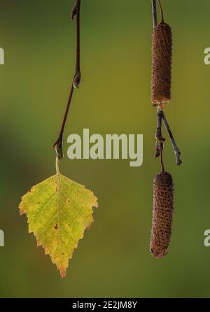 Silberne Birke, Betula pendula, im Herbst - Blatt, Knospen und reife Früchte auf Catkin. Stockfoto