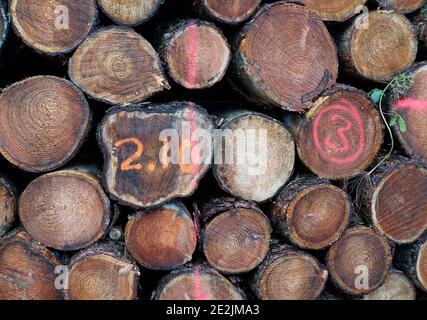 Stapel von gefelltem Nadelholz. Teil eines Holzstapels. Holzindustrie. Brauner Hintergrund Stockfoto