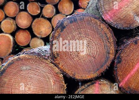 Zwei Holzstapel. Eine scharfe und eine verschwommen. Stapel von gefelltem Nadelholz. Waldbewirtschaftung in Deutschland. Farben: goldbraun, etwas rot und schwarz Stockfoto