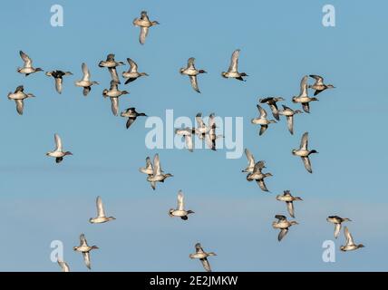 Schwarm der Gemeinen, Anas crecca, - Männchen und Weibchen - im Flug im Winter. Somerset Levels. Stockfoto