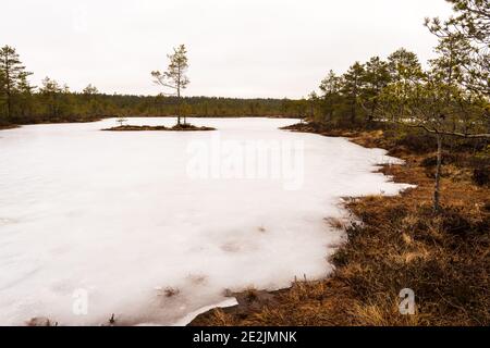 Ein einsamer Baum, umgeben von einer Schicht aus Schnee und Eis auf dem Viru raba (Viru Moor) Trail in Estland im Lahemaa Nationalpark. Stockfoto