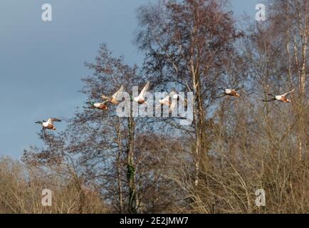 Schar der nördlichen Schaufelmaschine, Spatula clypeata, im Flug im Winter an Ham Wall, Somerset Ebenen. Stockfoto