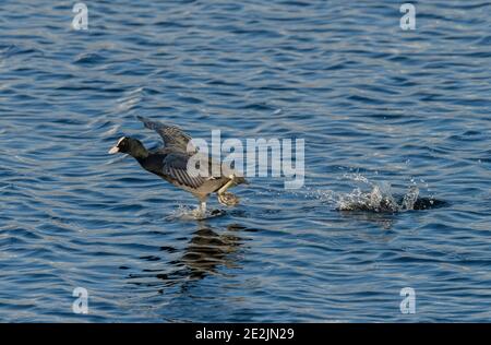 Coot, Fulica atra, läuft auf See Oberfläche Rivalen auf See angreifen, Somerset Levels, Somerset, Stockfoto