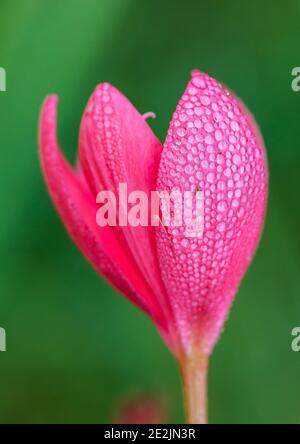 Eine Makroaufnahme von Regentropfen, die auf den rosa Blütenblättern einer Flusslilie ruhen. Stockfoto