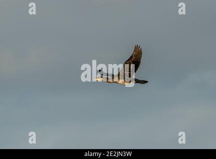 Junge Kormoran, Phalacrocorax carbo, im Flug im Winter, Somerset Ebenen. Stockfoto