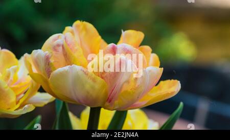 Ein Makrofoto von Tulpe Foxy Foxtrot. Stockfoto