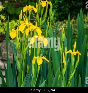 Ein Schuss von einigen gelben Flagge Iris Blüten wachsen aus einem Teich. Stockfoto