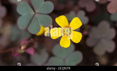 Eine Makroaufnahme einer gelben schleichenden Waldschnepfenblüte. Stockfoto