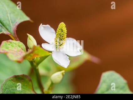 Eine Makroaufnahme eines weißen Hosta undulata blühen. Stockfoto