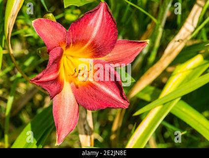 Eine Makroaufnahme eines daylily Chicago kirsche Blüte. Stockfoto