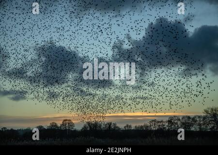 Riesige Scharen von gewöhnlichen Staren, Sturnus vulgaris, in Murmeln, wie sie zu brüten kommen. Somerset Levels. Stockfoto