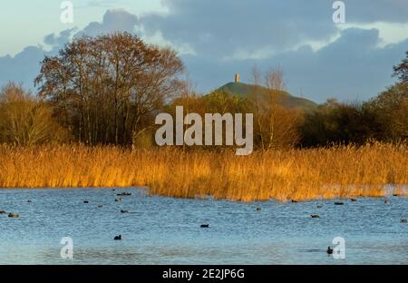 Ham Wall, RSPB Reserve auf den Somerset Levels, im Winter, mit Glastonbury Tor dahinter. Stockfoto