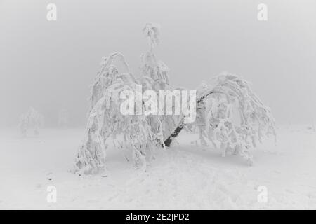 Weiße Winterlandschaft und schneebedeckter Baum nach starkem Schneefall im Schwarzwald, Deutschland. Stockfoto