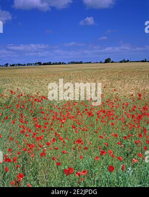 Vereinigtes Königreich. England. Norfolk. Querformat. In Der Nähe Von Hunstanton. Mohnblumen am Rande des Gerstenfeldes. Stockfoto