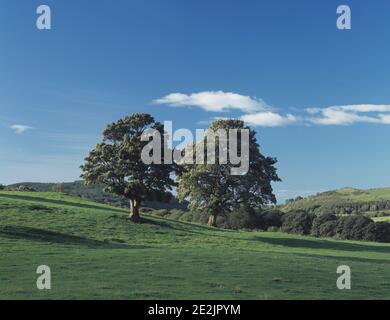 Vereinigtes Königreich. Schottland. Dumfries und Galloway. In Der Nähe Von Glenluce. Querformat. Bewaldete Hügel. Stockfoto