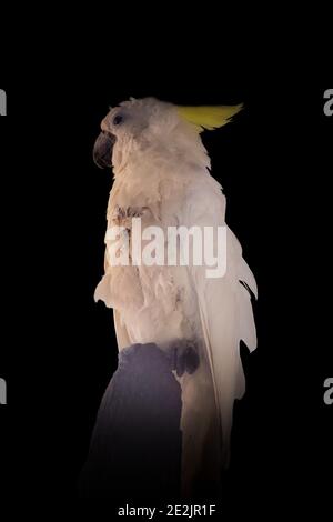 Porträt eines Eleonora Kakadus auf einem Holz isoliert thront Auf schwarzem Hintergrund Stockfoto
