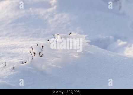 Hagebutten im Winter mit Frost und Schnee bedeckt Saison, italien Stockfoto