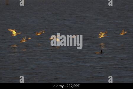 Gruppe von Gadwall, Mareca strepera und Teal im Flug; Somerset Ebenen im Winter. Stockfoto