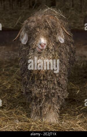 Angora Ziege, für die Herstellung von Mohair-Faser aufgezogen. Somerset. Stockfoto