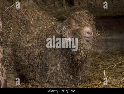 Angora Ziege, für die Herstellung von Mohair-Faser aufgezogen. Somerset. Stockfoto