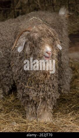 Angora Ziege, für die Herstellung von Mohair-Faser aufgezogen. Somerset. Stockfoto