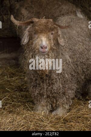 Angora Ziege, für die Herstellung von Mohair-Faser aufgezogen. Somerset. Stockfoto