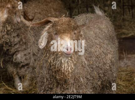 Angora Ziege, für die Herstellung von Mohair-Faser aufgezogen. Somerset. Stockfoto