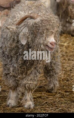 Angora Ziege, für die Herstellung von Mohair-Faser aufgezogen. Somerset. Stockfoto