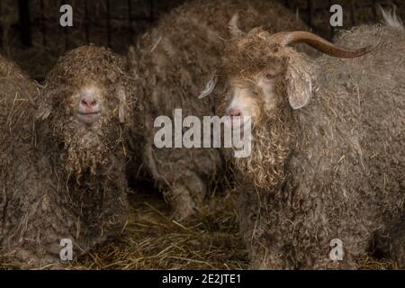 Angora Ziegen, für die Herstellung von Mohair-Faser aufgezogen. Somerset. Stockfoto