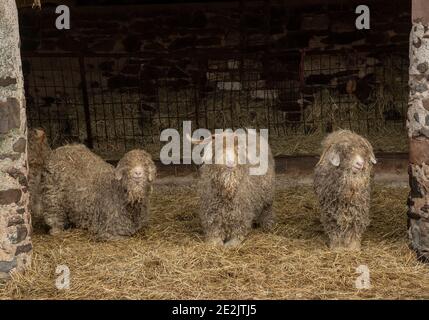 Angora Ziegen, für die Herstellung von Mohair-Faser aufgezogen. Somerset. Stockfoto