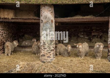 Angora Ziegen, für die Herstellung von Mohair-Faser aufgezogen. Somerset. Stockfoto