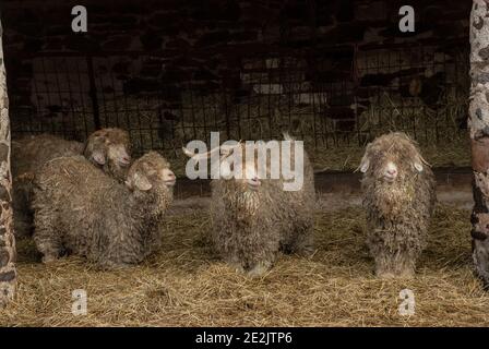 Angora Ziegen, für die Herstellung von Mohair-Faser aufgezogen. Somerset. Stockfoto