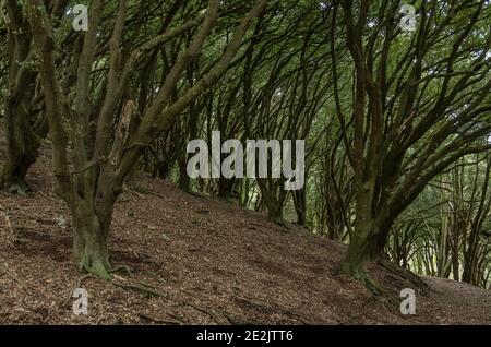 Naturalisierte dichten Wald von Holm Oak, Quercus ilex, auf Südhang bei Selworthy, Exmoor. Somerset. Stockfoto