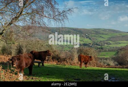Red Ruby Devon Rinder grasen auf alten Weiden auf Crawter Hill, mit Selworthy darüber hinaus. Exmoor, Somerset. Stockfoto