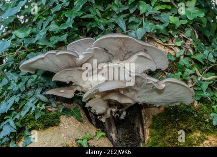 Klumpen von Austernpilz, Pleurotus ostreatus, auf altem Stumpf im frühen Winter. Stockfoto