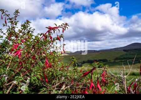 Wildblume Fuchsia wächst in der Grafschaft Donegal - Irland. Stockfoto