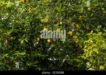 Muskatnuss wächst auf einem Baum in Nianganfoix, Grenada Stockfoto