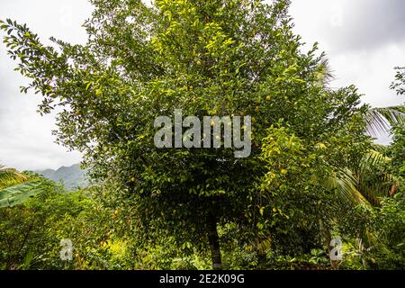 Muskatnuss wächst auf einem Baum in Nianganfoix, Grenada Stockfoto