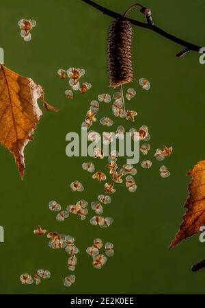 Reife Samen der Silberbirke, Betula pendula, die sich im Wind von der Catkin ausbreitet. Spätherbst. Stockfoto